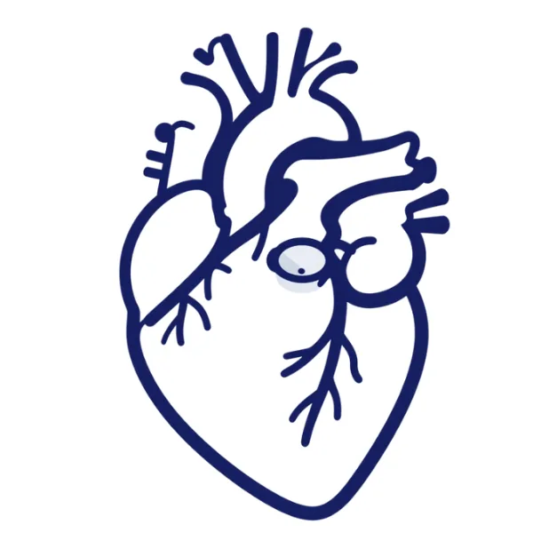 Lijntekening die cardiologie- en hartchirurgieconsulten bij Rehealth voorstelt